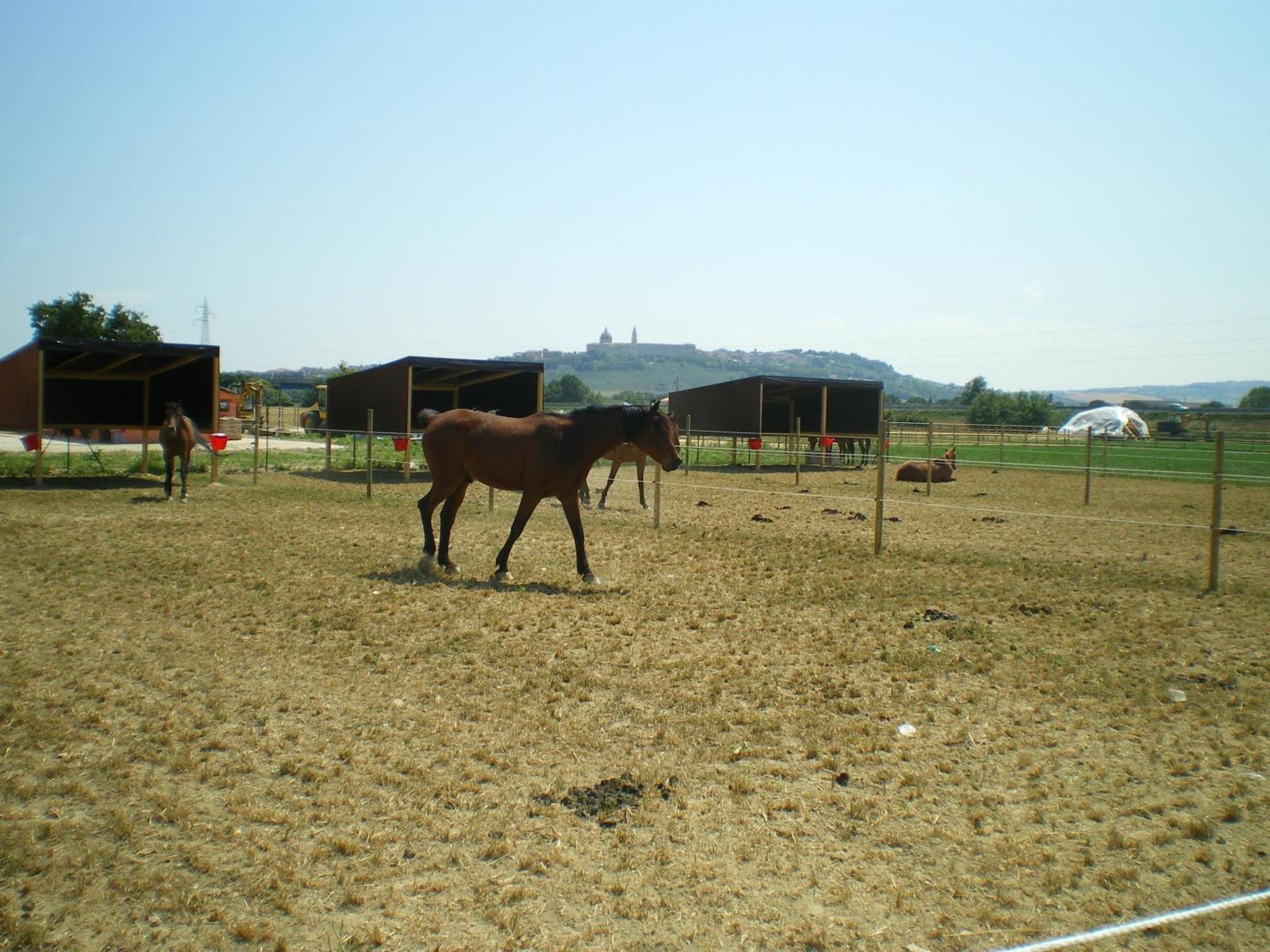 Pensjonat Conero Ranch Porto Recanati Zewnętrze zdjęcie